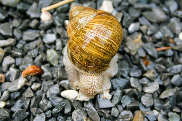 Big snails on stony ground