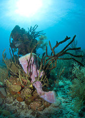 Fototapeta na wymiar Coral reef - Purple vase sponge