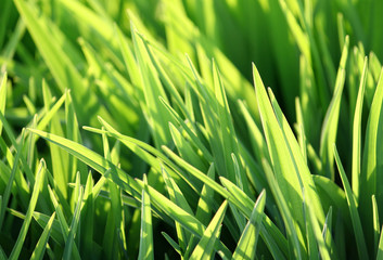 green grass and sunlight