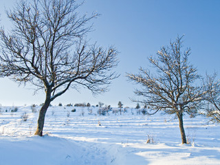 Two trees in snow