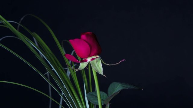 Rose erbl&uuml;ht