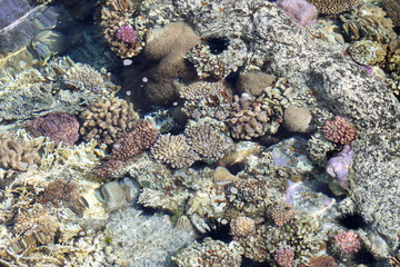 Naklejka na ściany i meble koral laguny
