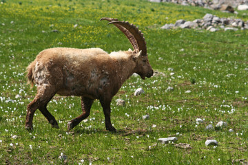 Bouquetin dans les Hautes-Alpes