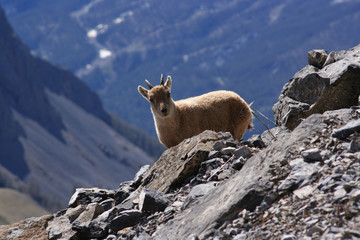 Bouquetin dans les Hautes-Alpes