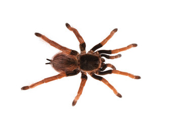 Tarantula