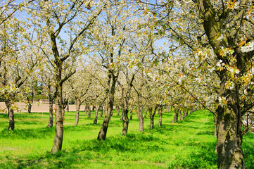 Fototapeta na wymiar Kirschplantage - Cherry orchard 01