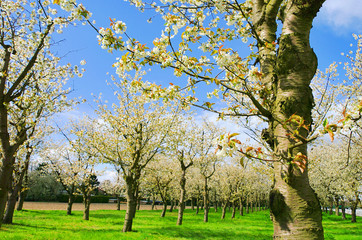 Kirschplantage - Cherry orchard 03