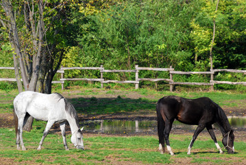 farm scene with white and black horse