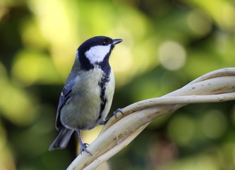 Obraz premium mésange charbonnière