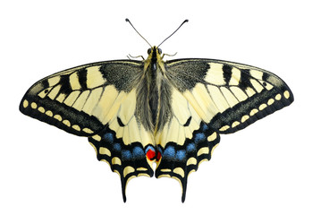 Swallowtail, isolated