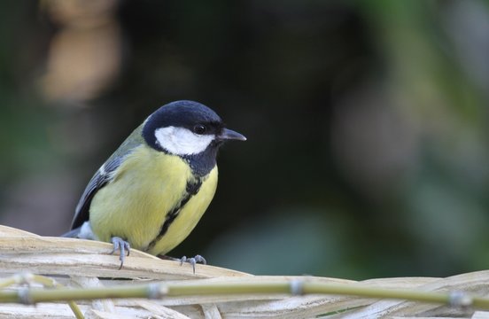 m&eacute;sange charbonni&egrave;re