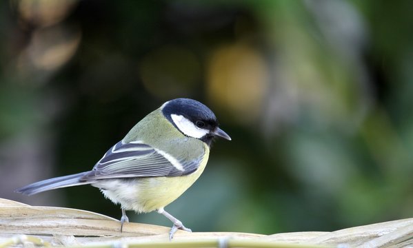 m&eacute;sange charbonni&egrave;re