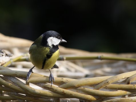 m&eacute;sange charbonni&egrave;re