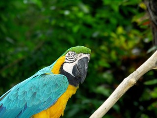 Portrait d'un ara ! © Eric Bardoul