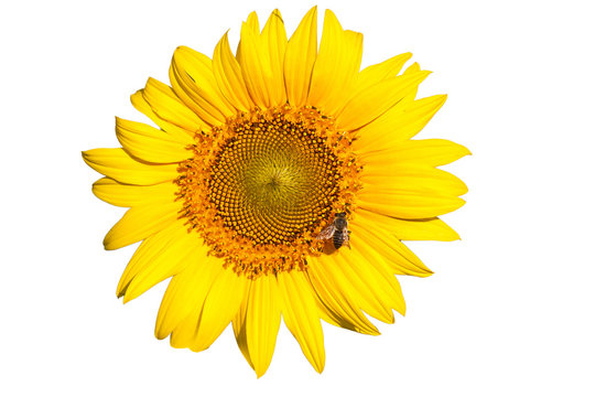 insulated yellow sunflower
