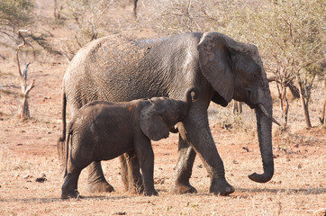 Elephant cow and calf walking in the bush in Africa