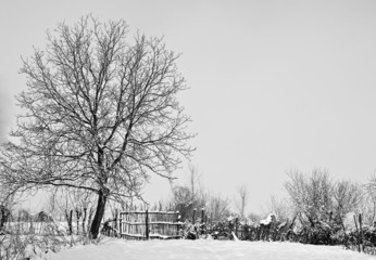 Winter Scenery