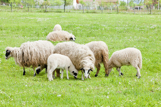 sheep on meadow, Bosnia and Herzegovina