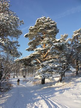 Prommenade dans la neige