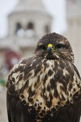 eagle bird closeup