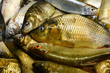 Freshly caught river fishes of various killifish species