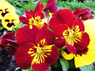 Colorful flowering pansies