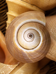 swirl of shell © neirfy