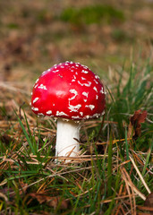 Fly Agaric