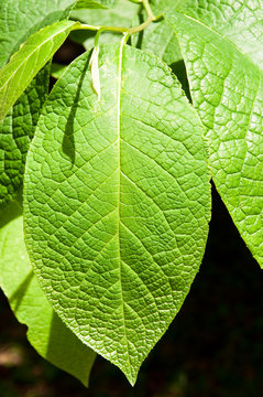 Blatt, gr&uuml;n