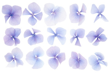 Hydrangea flower collection on white background