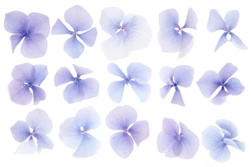 Crédence en verre imprimé Hortensia Hydrangea flower collection on white background