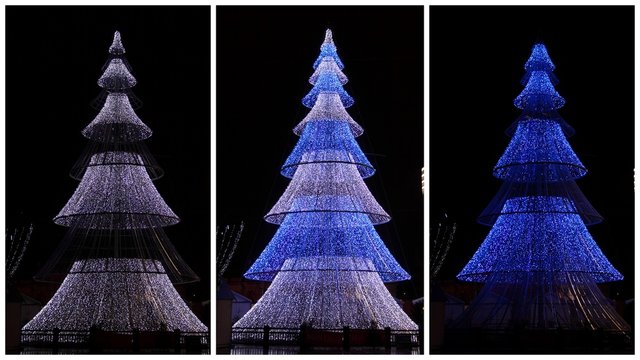 Sapins de no&euml;l