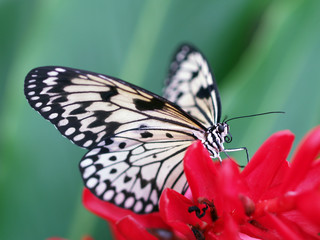 White swallowtail on the red flower