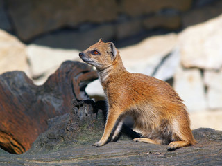 Yellow mongoose sitting on tree stump