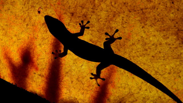 Gecko Silhouettes