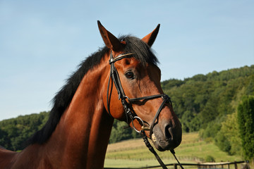 Obraz premium Brauner mit Halfter