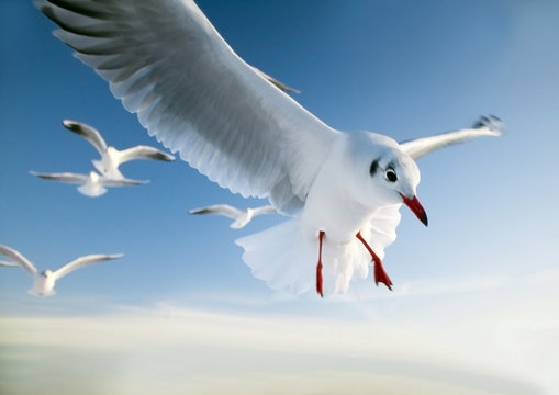 Gull Attack