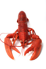 Homard breton