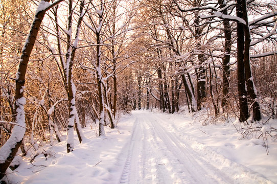 Winter white forest
