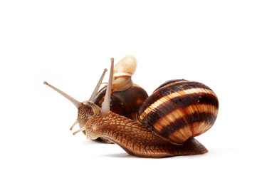 two funny  garden snails and a baby snail
