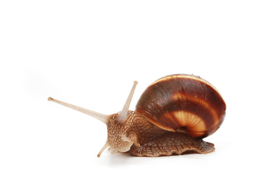 garden  snail
