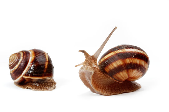 two funny  garden snails ,isolated on white