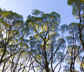 Beams Branches Beauty
