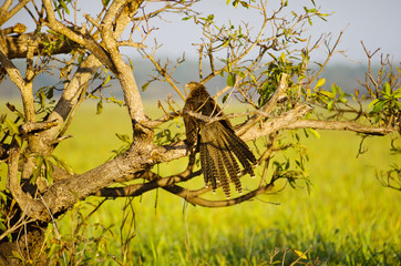 Pheasant Coucal