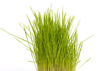 Трава с каплями воды.