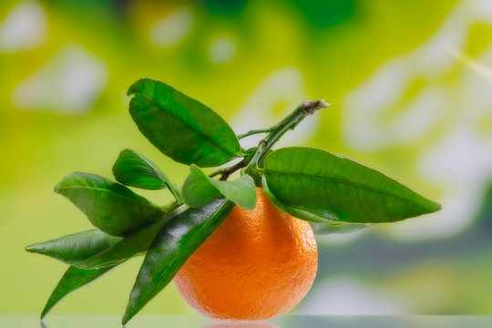 Mandarinen
