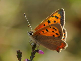 Small Copper butterfly (Lycaena phlaeas)