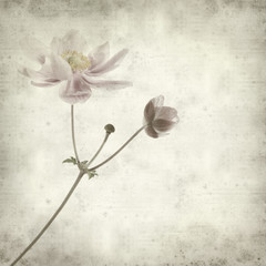 textured old paper background with pale pink japanese anemone