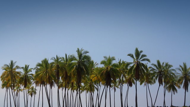 Palm Tree Lineup