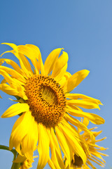 Sunflower close up and the blue sky